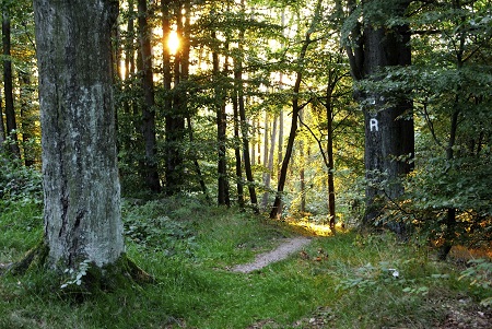 Rennsteig Hiking Trail
