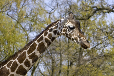 Giraffe Berlin Zoo