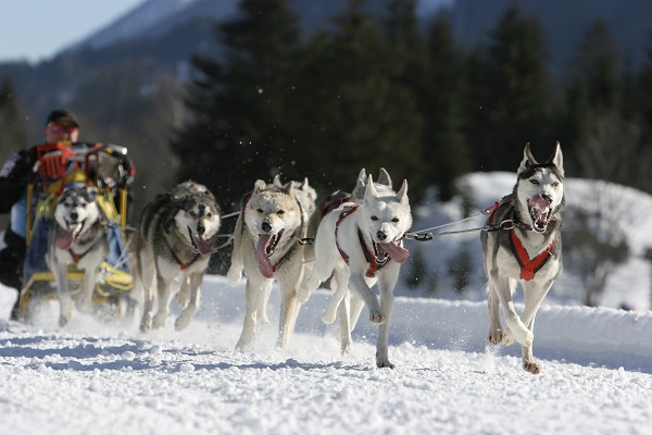 Dogsledding