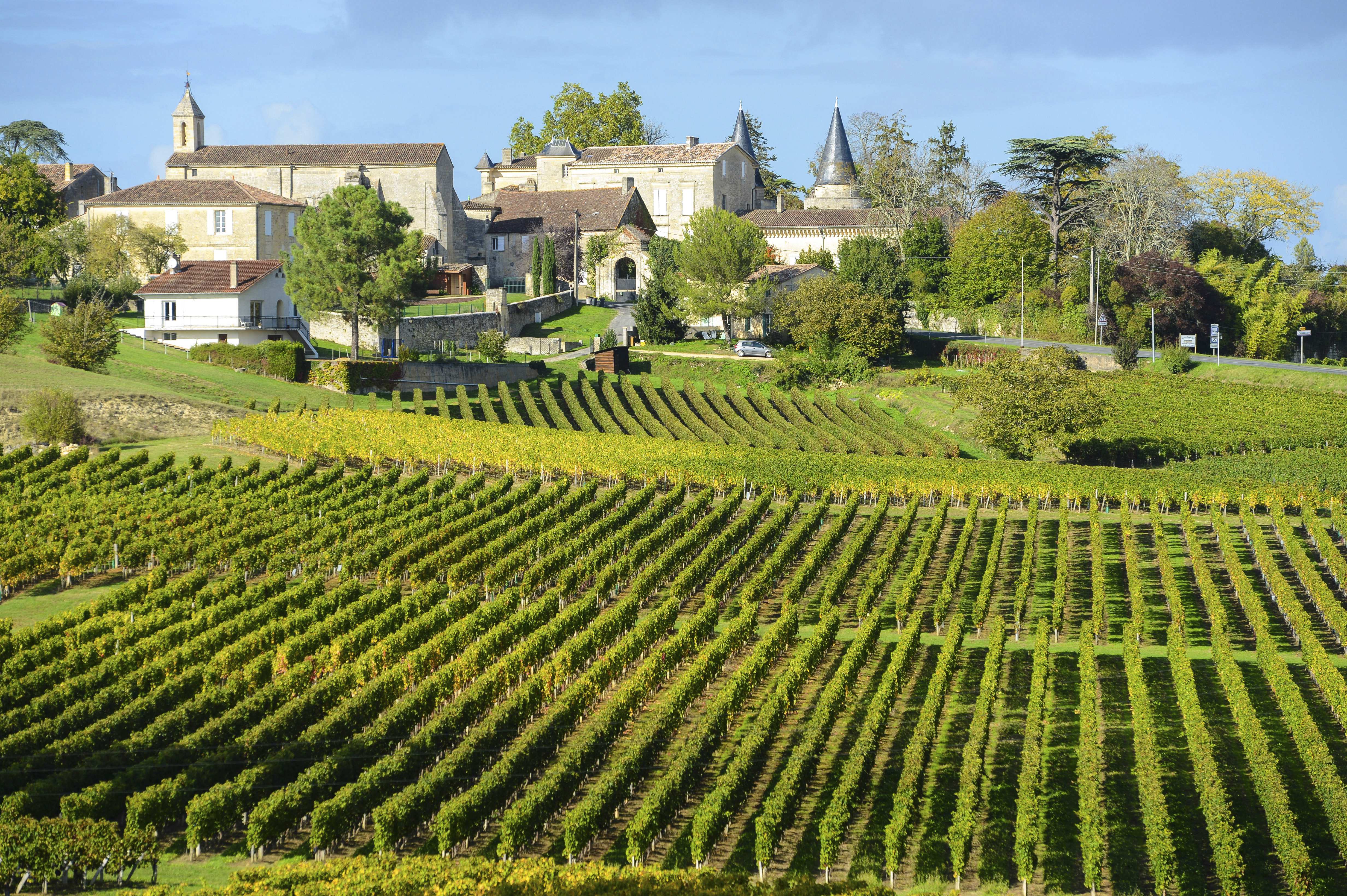 St Emilion Vineyard