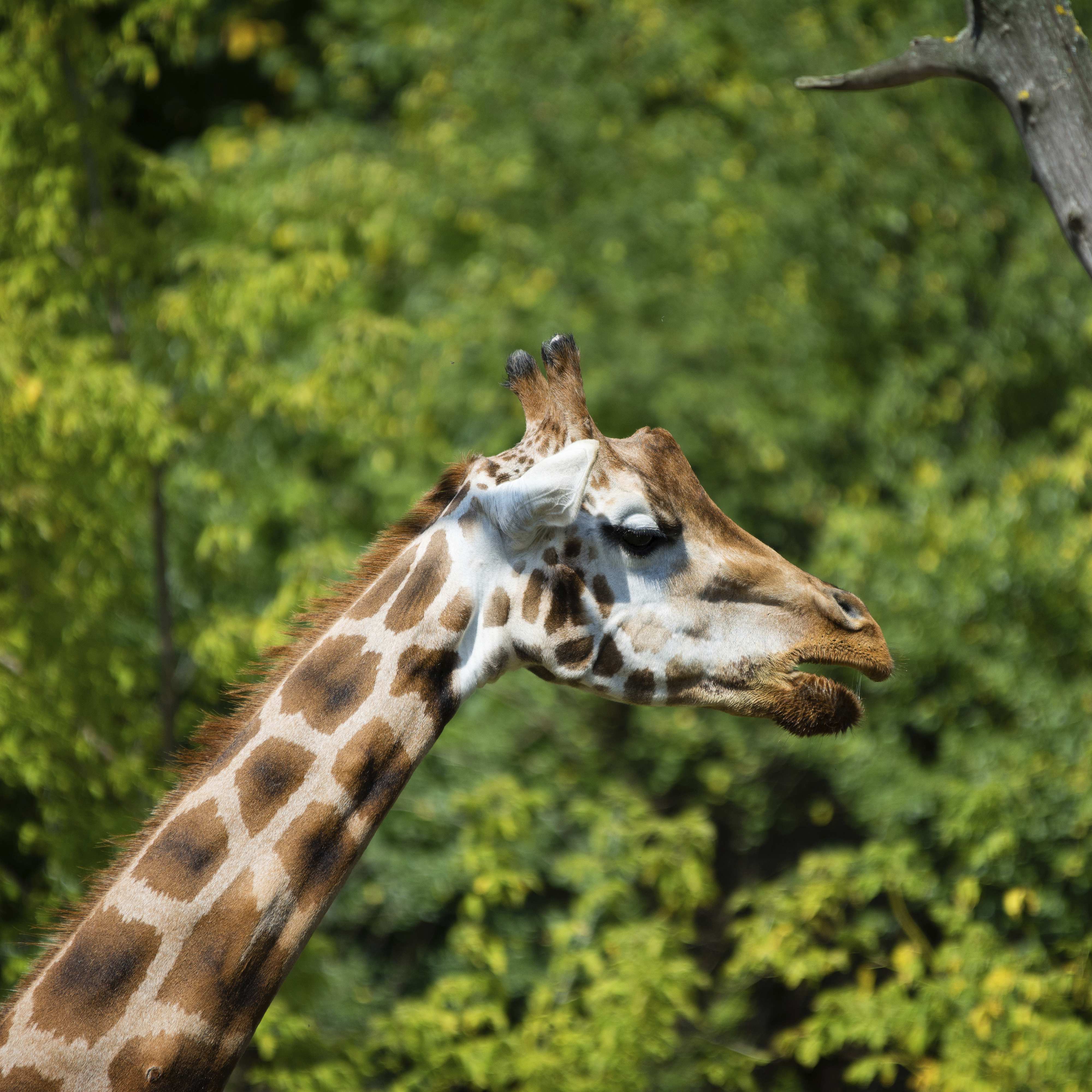 Giraffe Prague Zoo
