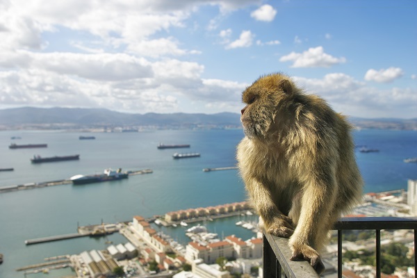 Macaque Gibraltar
