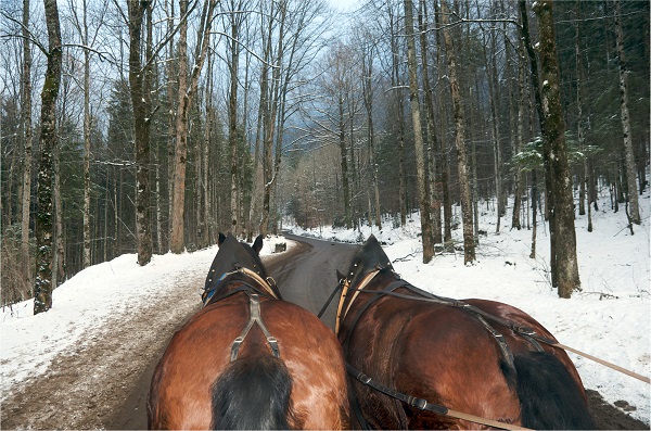 Horse and Cart to Neuschwanstein