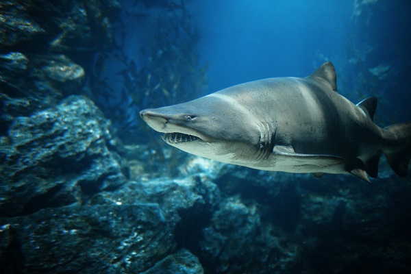 Shark