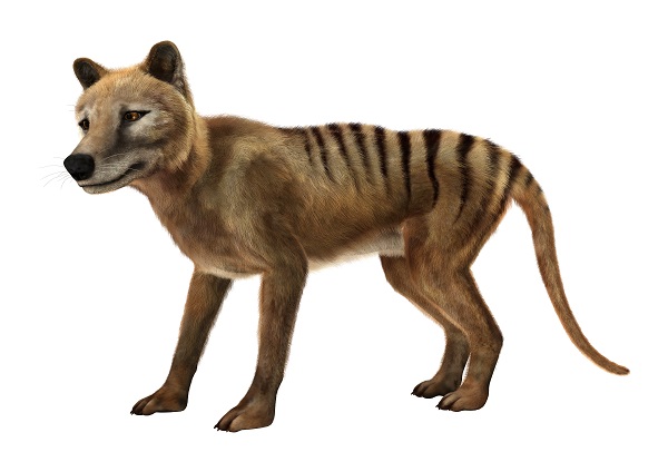 Tasmanian Tiger