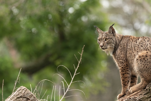 Iberian Lynx