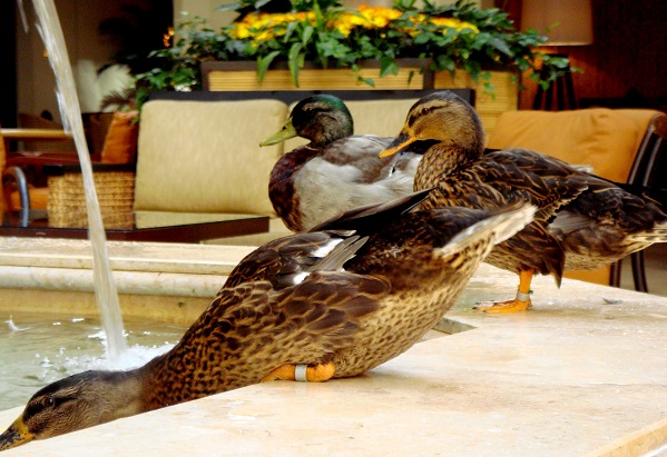 Peabody Ducks