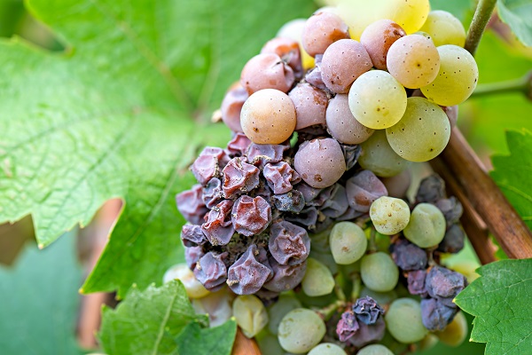 Tokaj Grapes