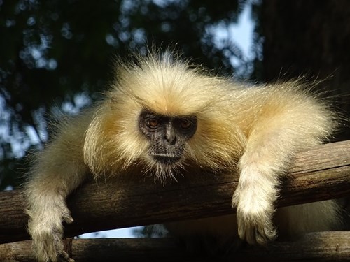 Golden Langur