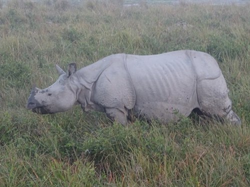 Rhino Kaziranga National Park