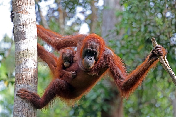 Orangutan Borneo