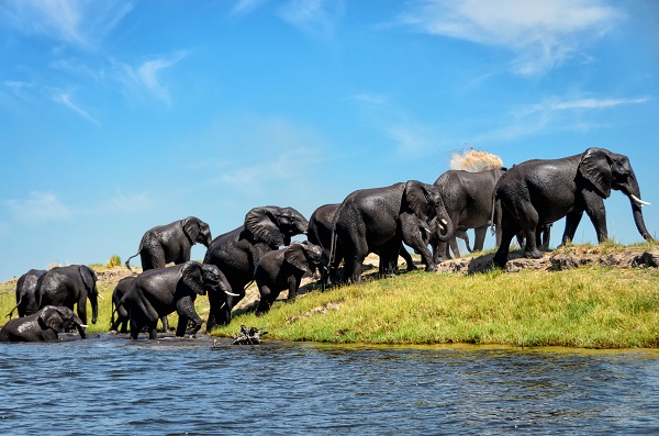 Elephants In Chobe National Park