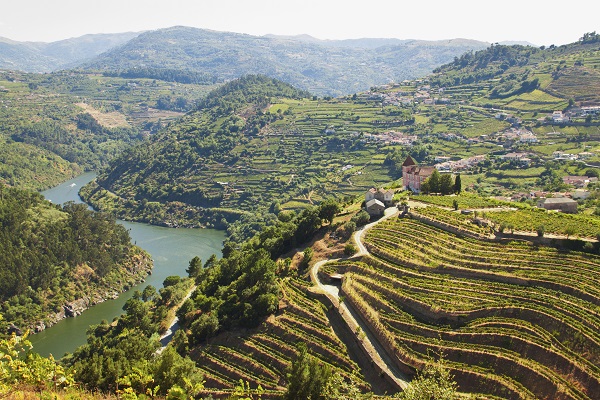 Douro Vineyards