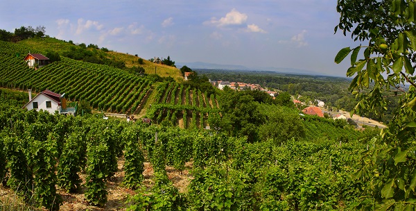 Tokaj Vineyards