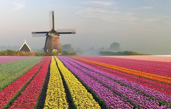 Tulips and Windmill