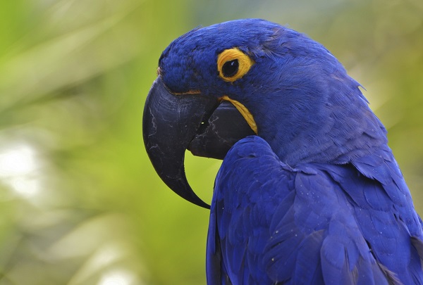 Hyacinth Macaw