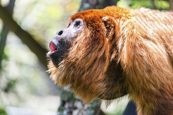 Howler Monkey