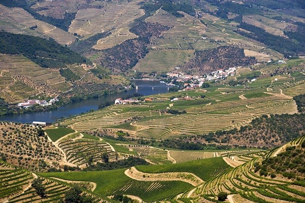 Vineyard Near Pinhao