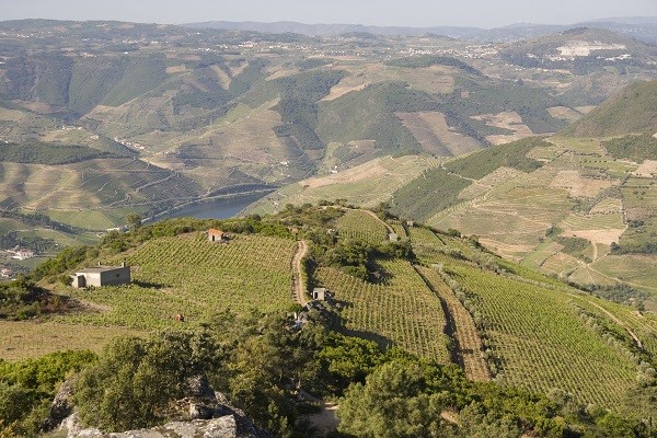 Vineyard Near Regua