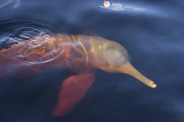 River Dolphin