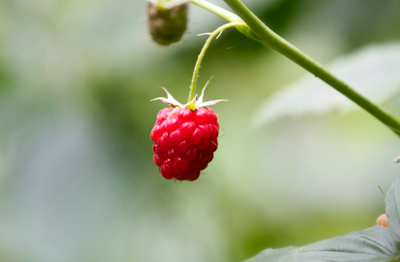 Thornless raspberry ( Rubus sp.) is the only way to grow! All the ...