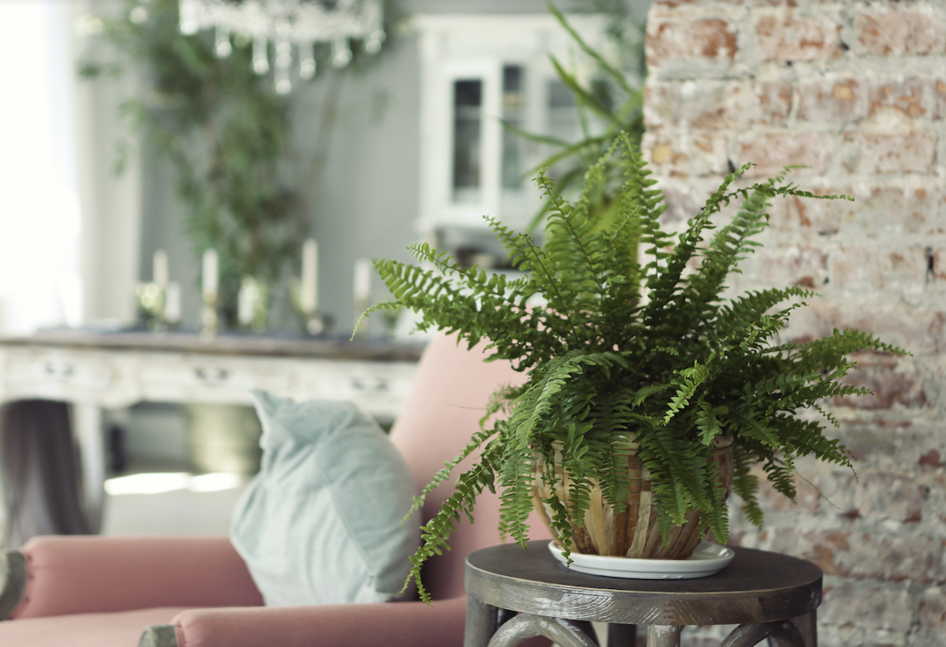 Hot Plants For Him