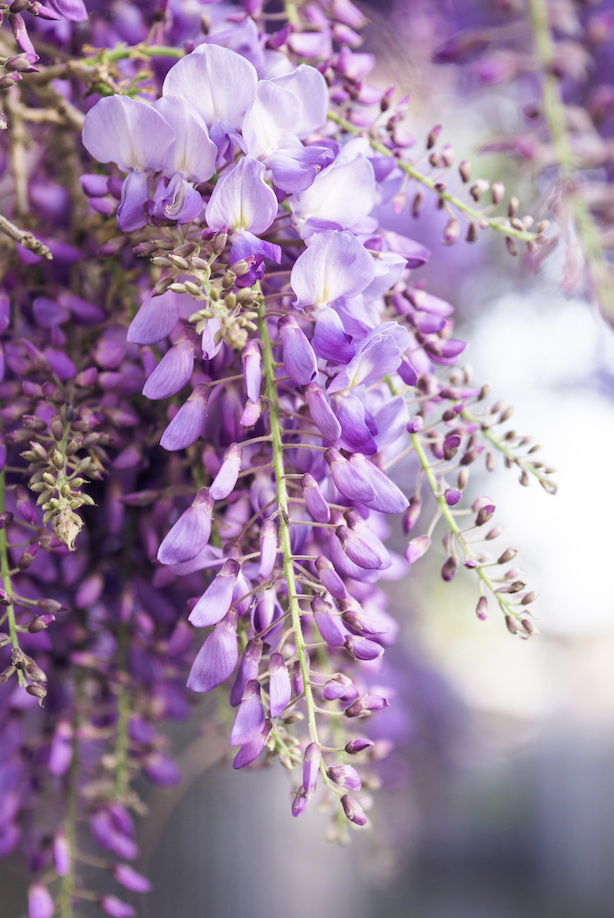 When, Where, and How to Plant