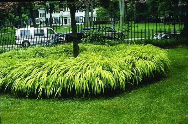 How To Grow Hakonechloa Grass how-to-grow-hakonechloa-grass