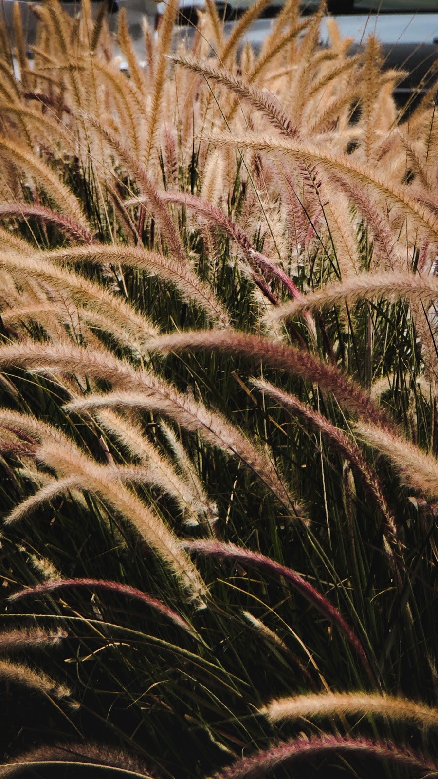 How to Grow Ornamental Grasses iScape