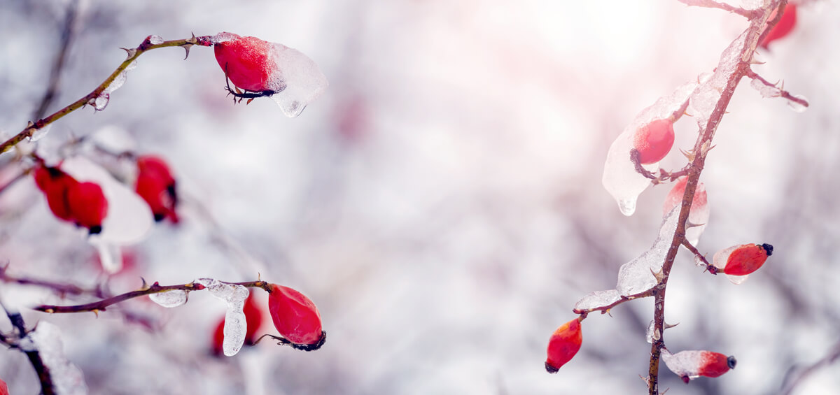 Houzy Magazin | Gartenkalender Januar für Balkon und Garten: Das gibt’s ...