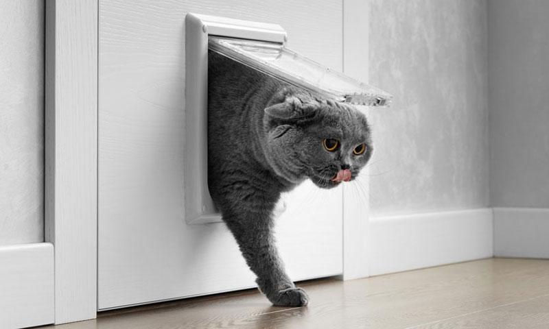 Katze Weigert Sich Durch Katzenklappe Zu Gehen www.houzy.ch