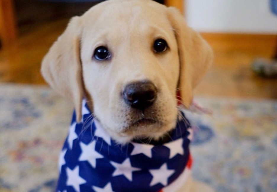Zane the seeing eye dog