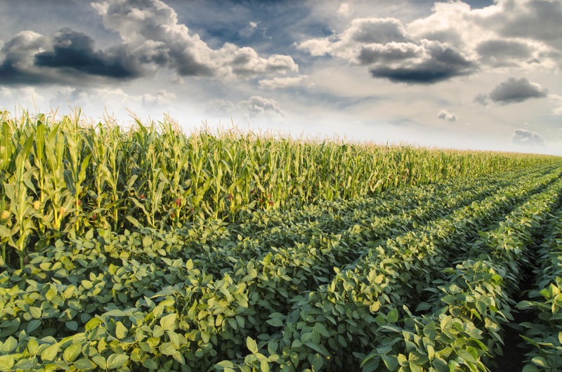 Illinois Farmers Reap Trade Aid Dollars During Dispute With China