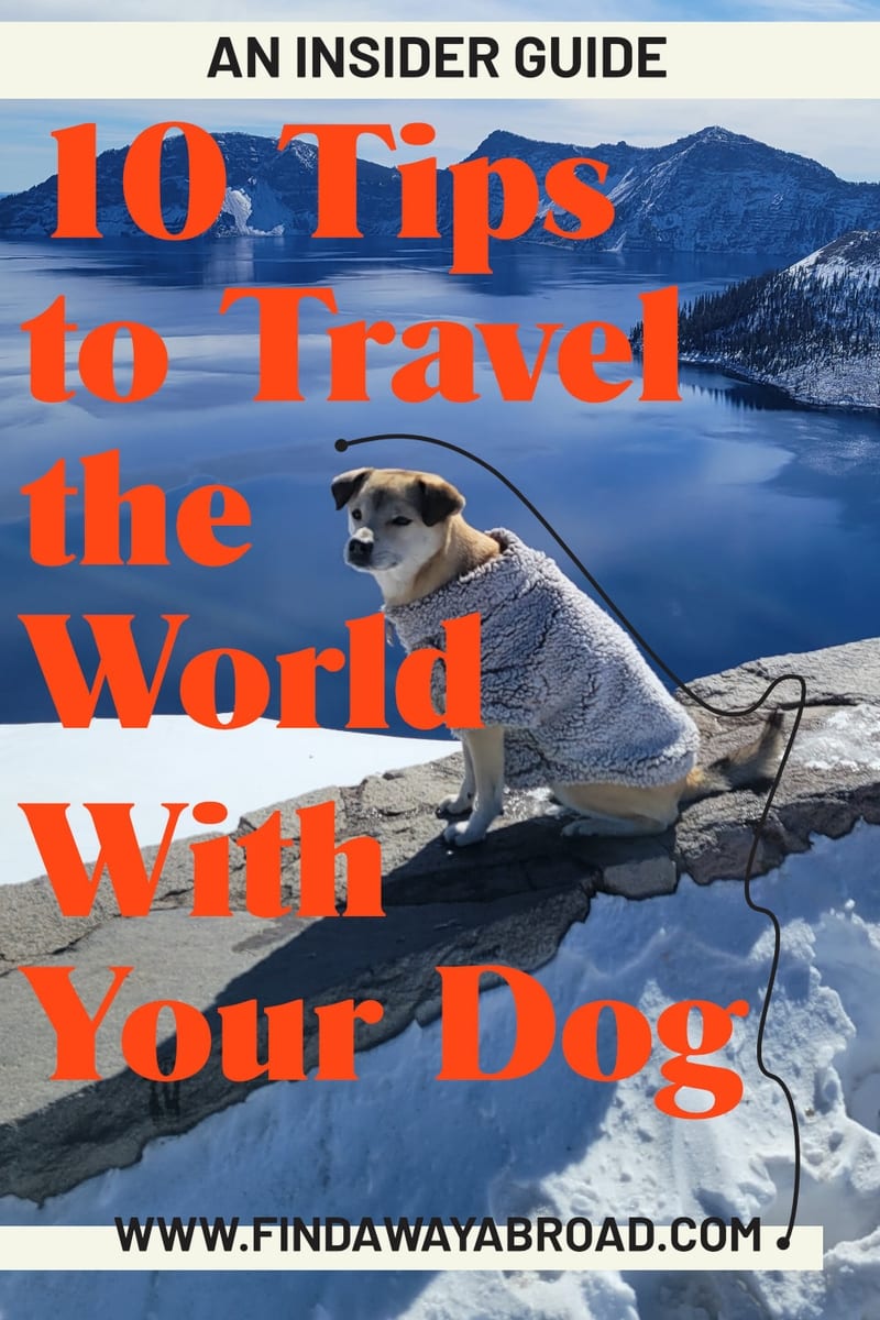 10 Tips to Traveling With Your Dog as a Serial Expat A Way Abroad