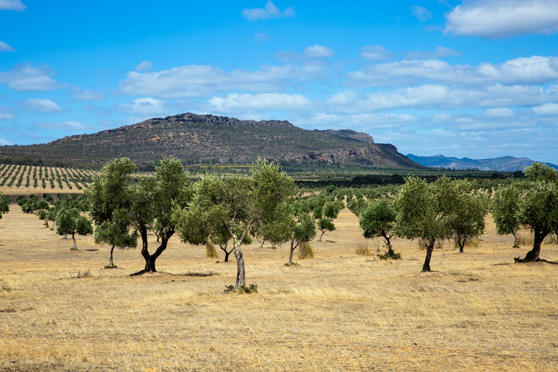 olive trees in australia