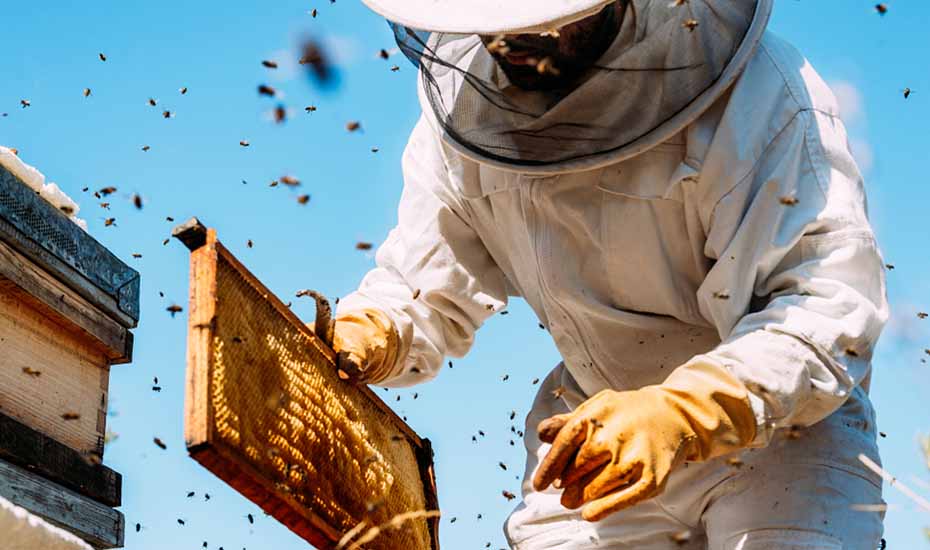 what to ask your organic honey wholesaler