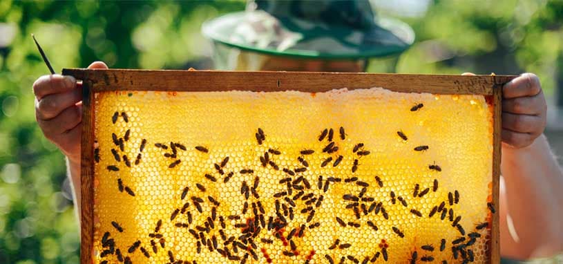how much honey can i get