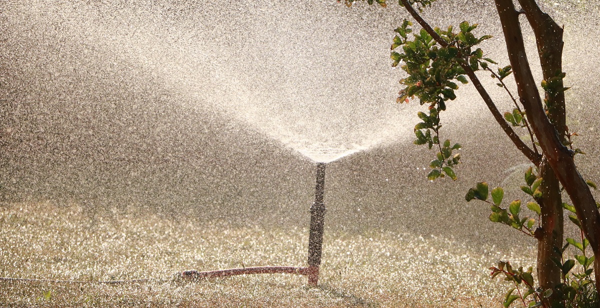 Sprinkler spraying yard with small tree in it