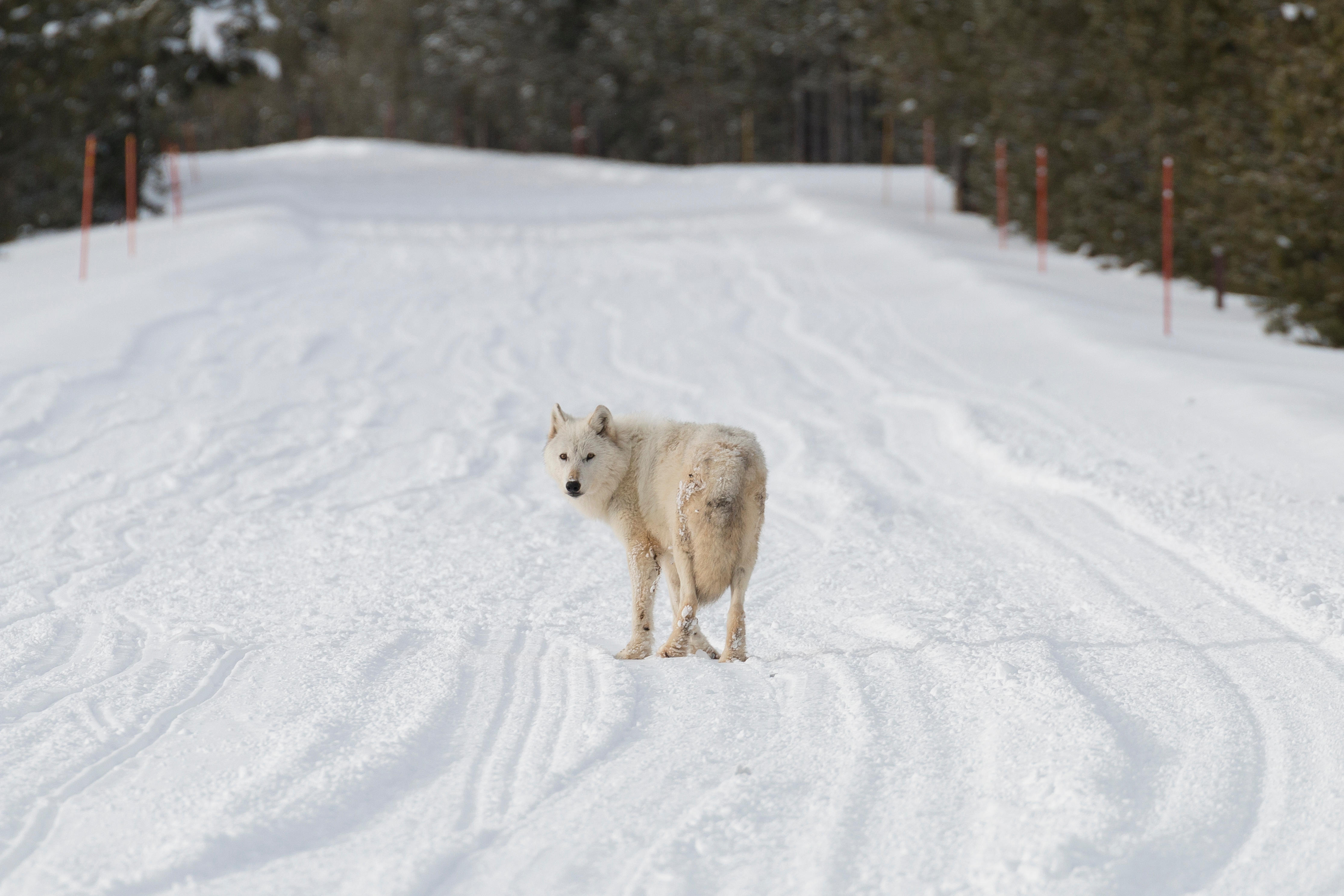 Wolf Stories