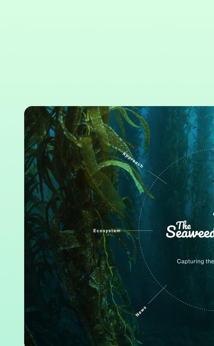 The Seaweed Company