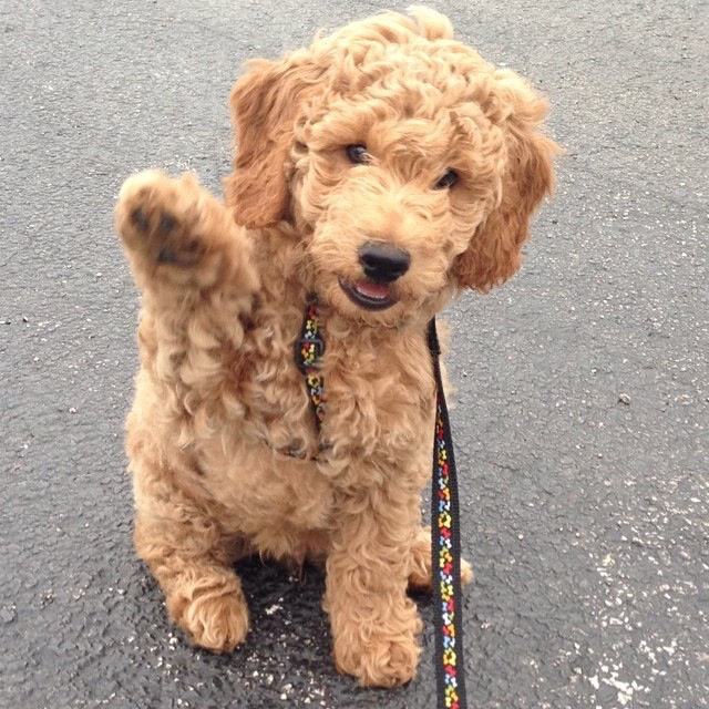 trusted health dog