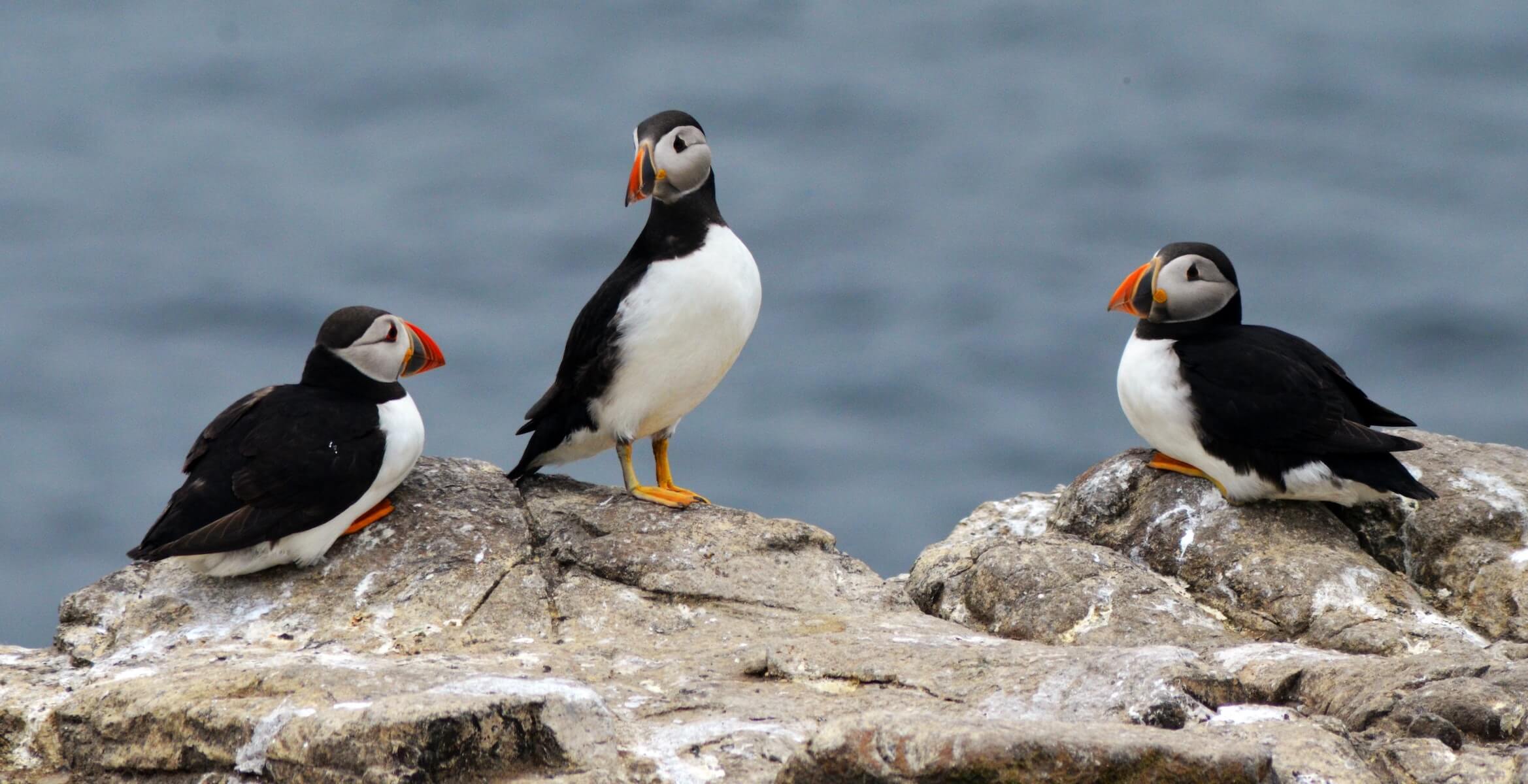 three pelicans sitting on rock overlooking ocean travel nurse trio