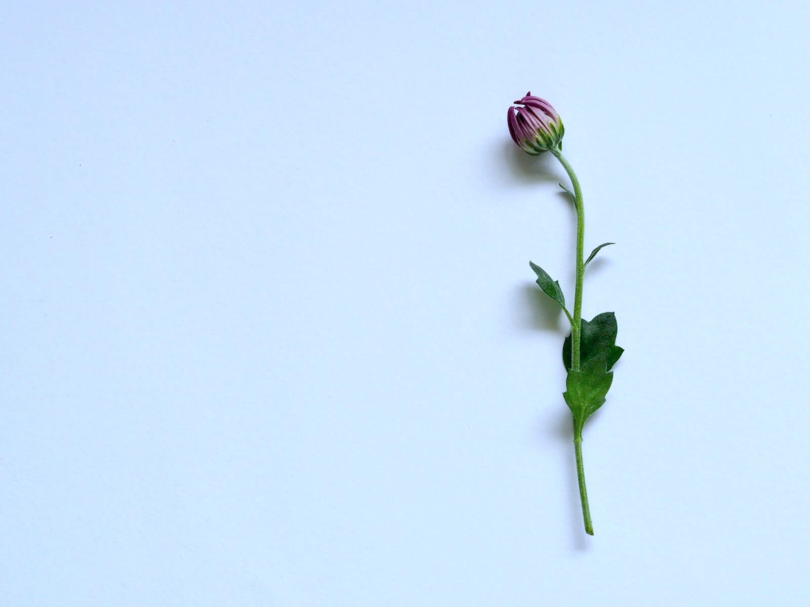 single lonely flower on white background black nurse
