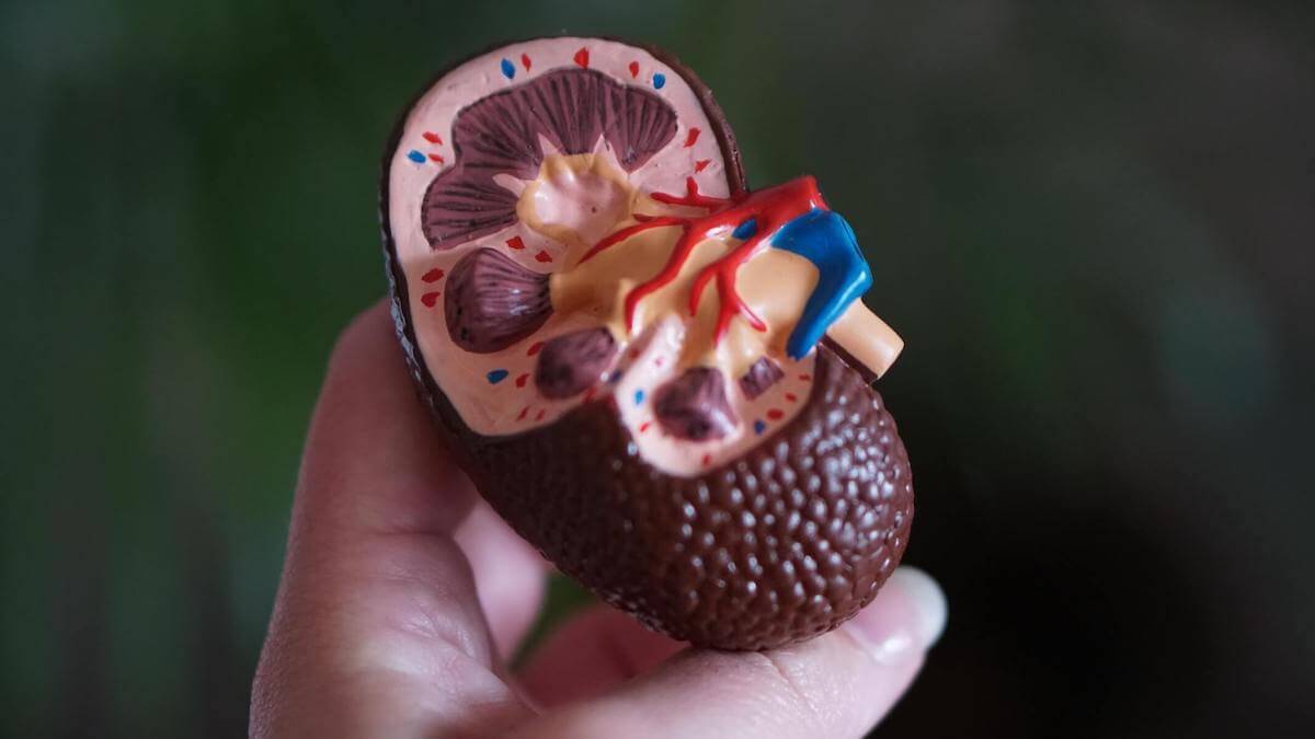 photo of hand holding plastic kidney dialysis nurse