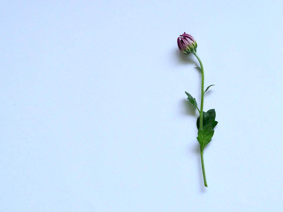 single lonely flower on white background black nurse