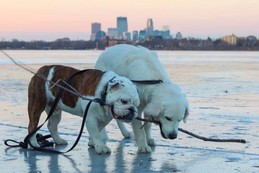 two dogs on beach travel nursing with pets