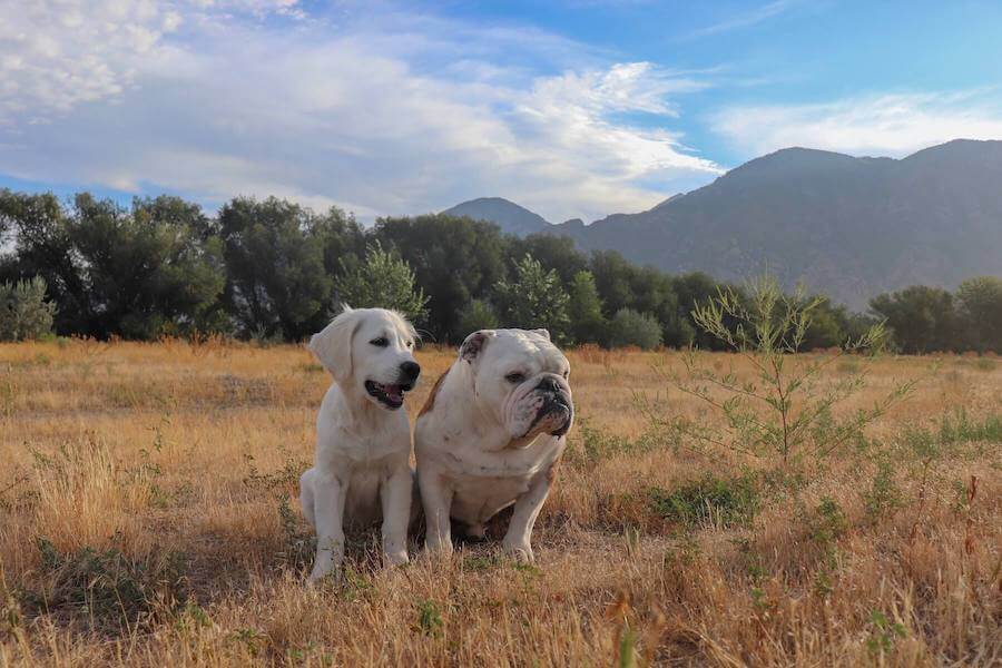 two dogs travel nursing with dogs