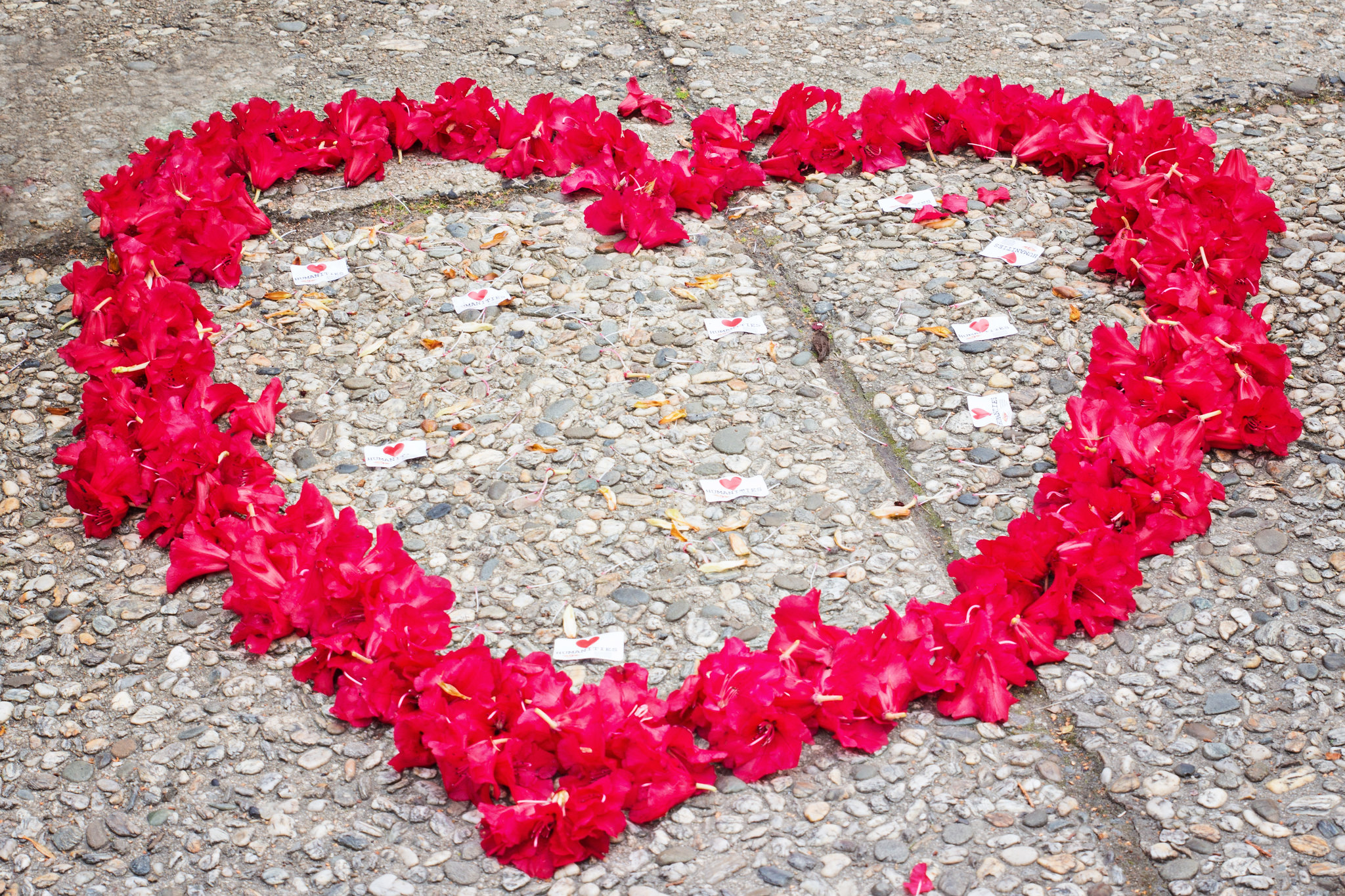 Awhi atu, awhi mai - COVID-19 checkin