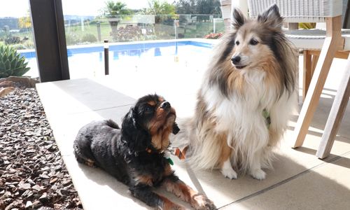 Treatment for House Odours