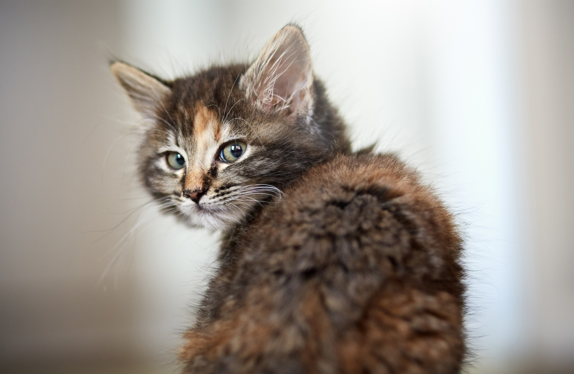 Can you get rid of cat odour once and for all?